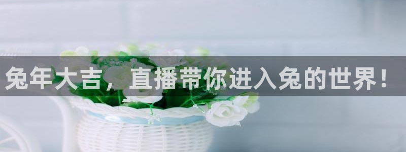 玩球球：兔年大吉，直播带你进入兔的世界！